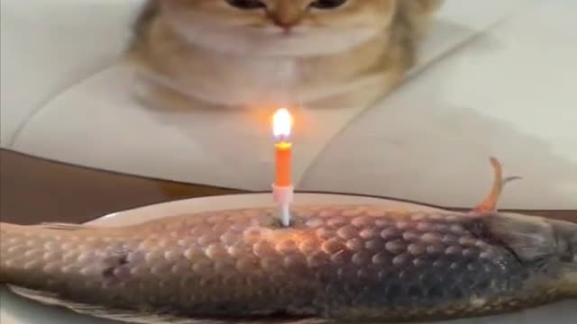 Cat birthday celebrate funny- viral video