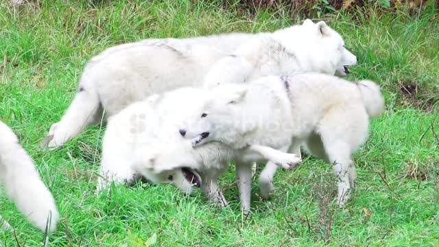 pack of playing arctic wolves