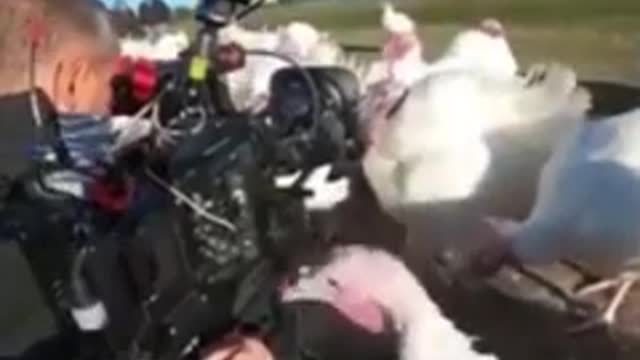 TURKEY ATTACK CAMERA OPERATOR!!!