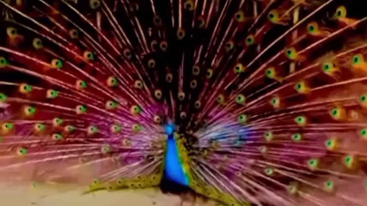 The peacock dance.