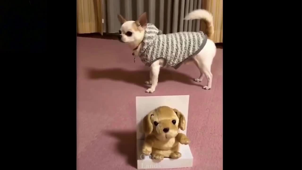 Best Howler - Dog Or A Toy Dog - Howling Competition ! VERY FUNNY !