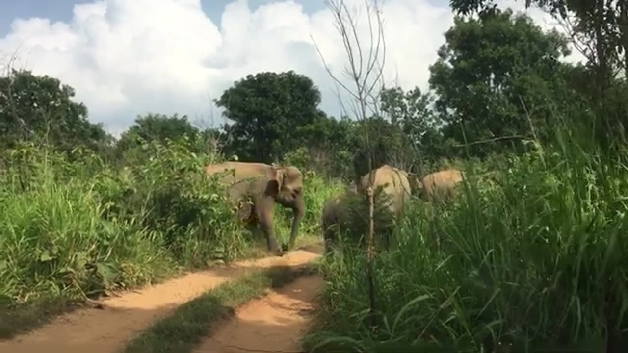 Sri Lanka Wild Elephant | with few days baby elephant group