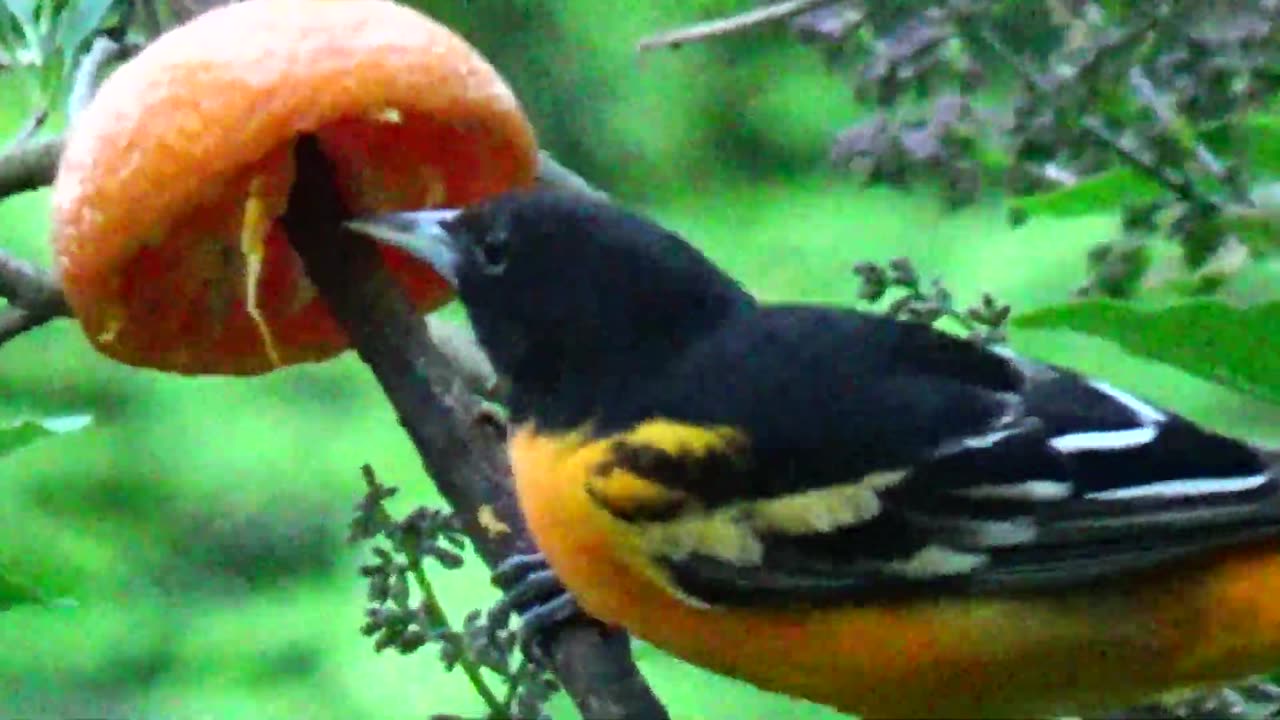 Oriole