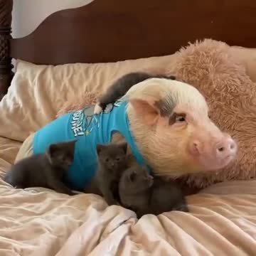 Porquinho e filhote de gatinhos a coisa mais linda