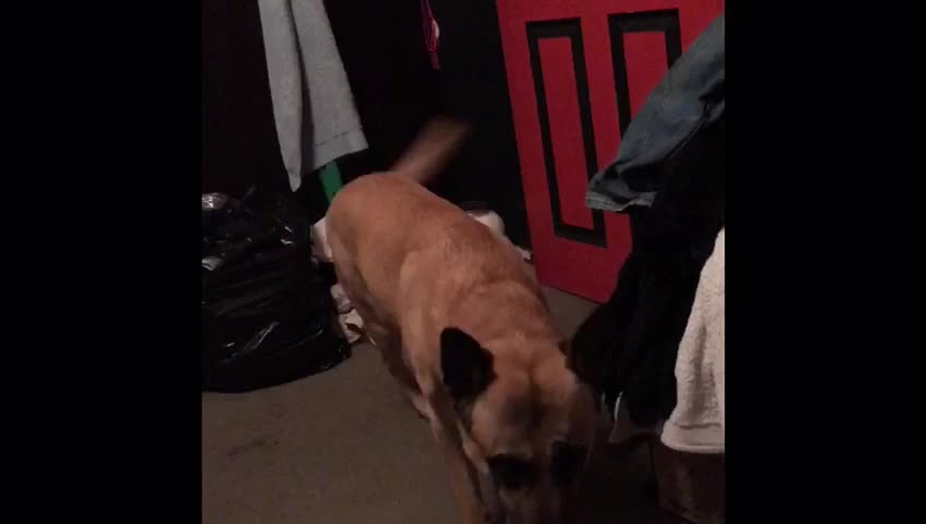 Dog wanted a walk so he closed the door