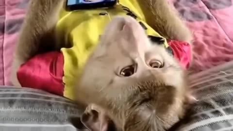 باغ وحش