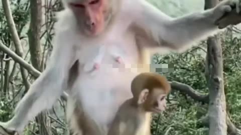 Monkey comedy goles