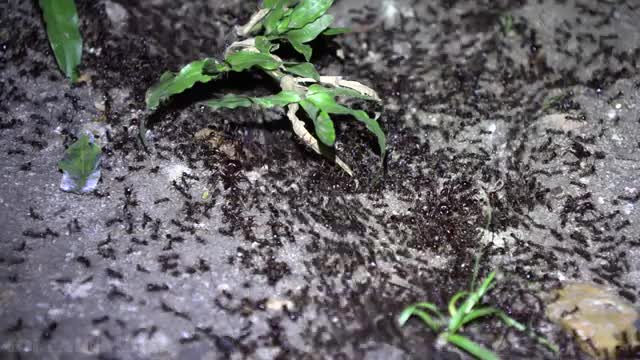 4K - African Army Ants (world's greatest raid)_Cut.mp4