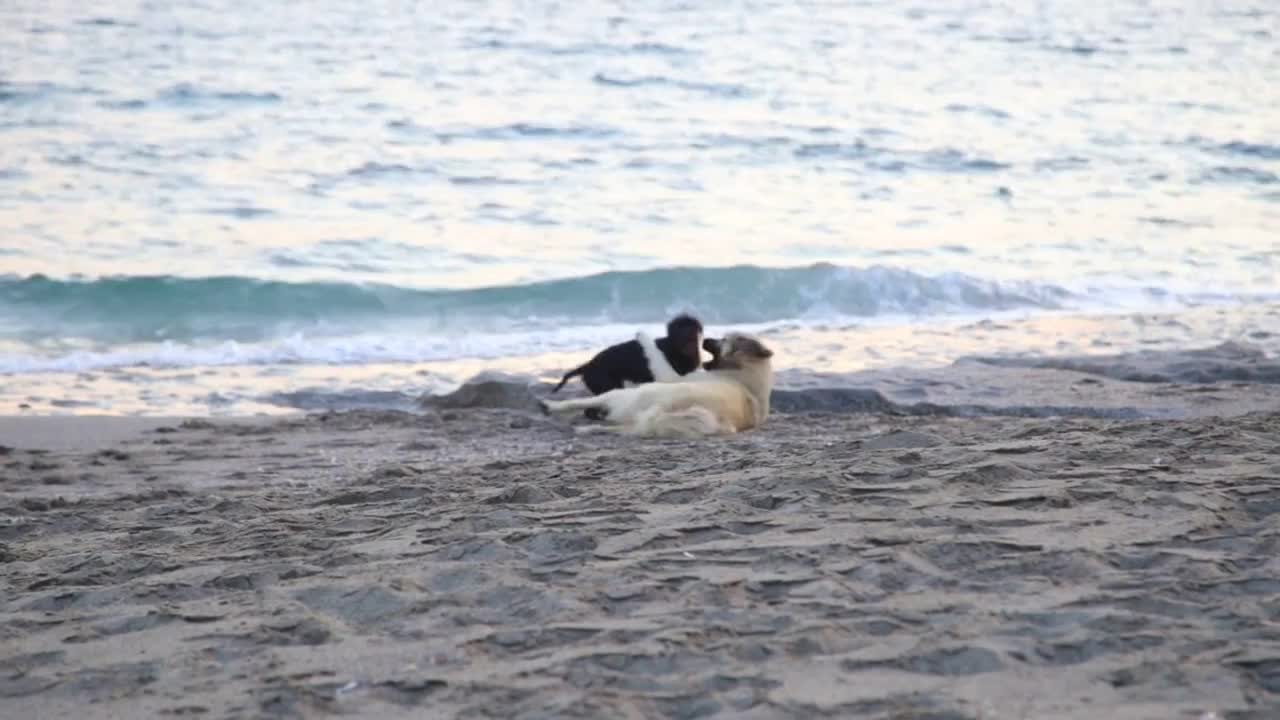 Two dogs playing on the beach