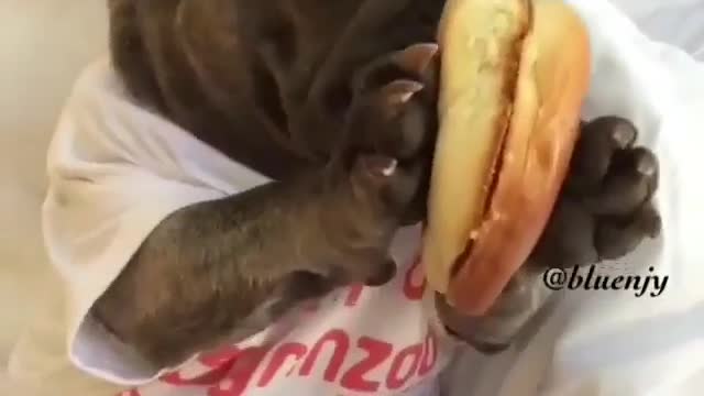 Funny Dog Videos 2021 It's time to LAUGH with Dog's life213