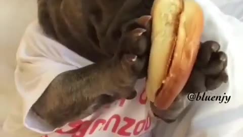 Funny Dog Videos 2021 It's time to LAUGH with Dog's life213