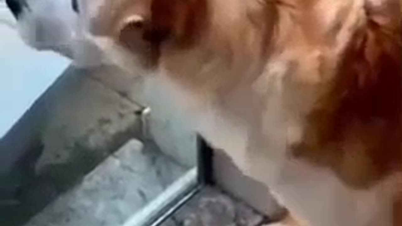 Viral🤭 funny 🤣 dog🐕 and cat 🐈#Viral #sorts #cat #dog #monki #tranding #videos