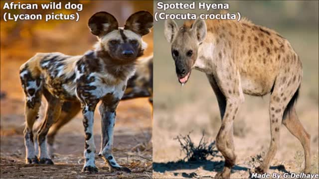 African Wild Dog & Spotted Hyena - The Differences_Cut.mp4