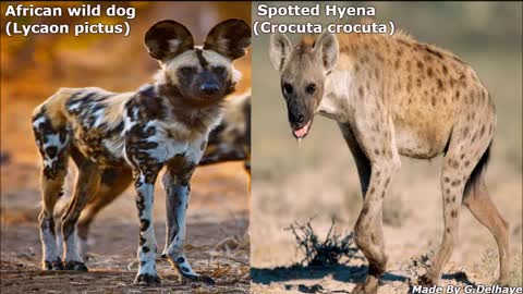 African Wild Dog & Spotted Hyena - The Differences_Cut.mp4