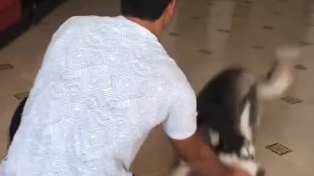 return from trip and his best friend receives him very happy this very happy dog