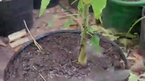 Harvest large papaya with new planting methids