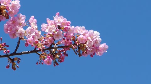 Cherry blossoms in the sky