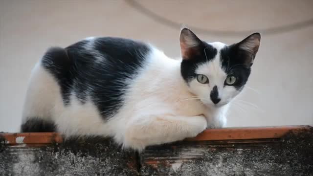 cats videos very cute cat