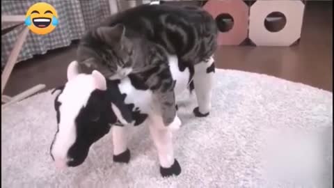 A cute compilation of pets playing with each other