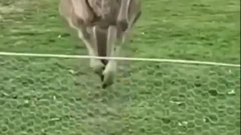 Favorite Friends AMAZING KANGAROO