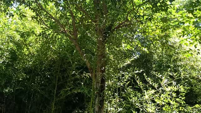 Three bamboos surround the tree