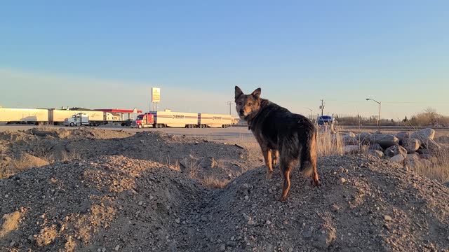 Ted E. surveying his domain