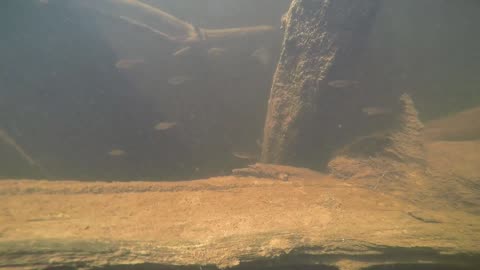 Little Fish