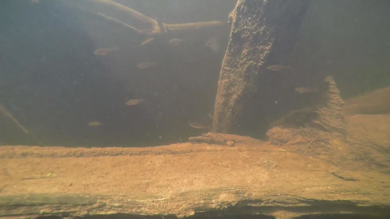 Little Fish