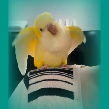 My love birds 2 : LATINO ROSICOLI