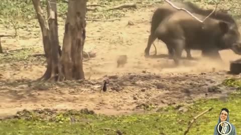 14 CRAZIEST Animal Fights Caught On