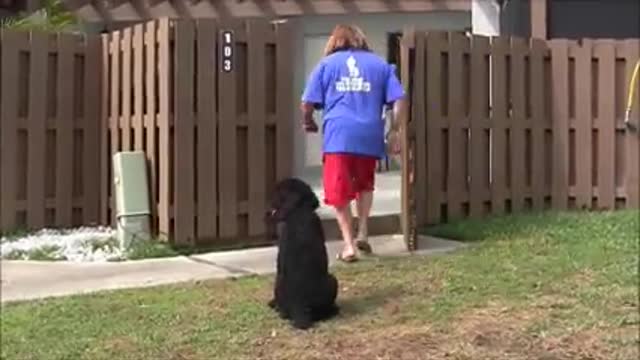 The World's best' trained!! Any dog training video