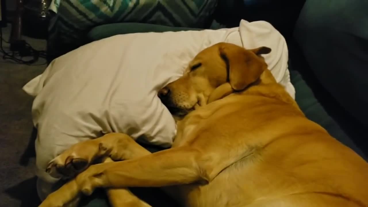 Waking up a thankful doggo having a bad dream