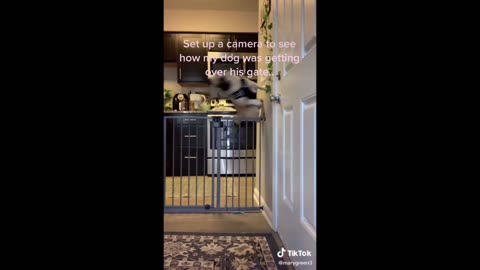 Try Not to Laugh at These Crazy Critters