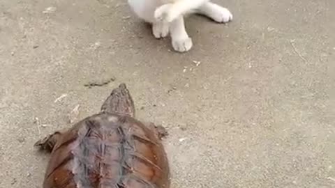 Turtle attack cat