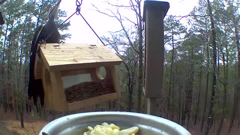 pileated woodpecker used bluebird feeder