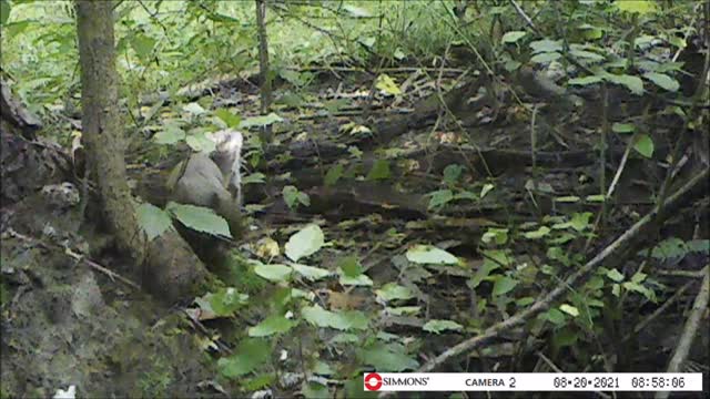 Backyard Trail Cam - Squirrel