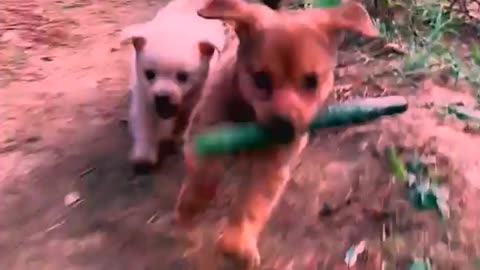 So cute animals #Animals #dog #cat #duck #monkey #adoremonkey #Monkey Animals6