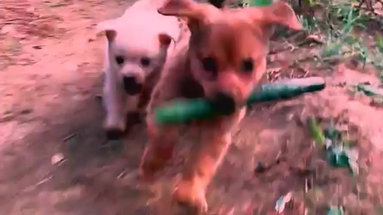 So cute animals #Animals #dog #cat #duck #monkey #adoremonkey #Monkey Animals6