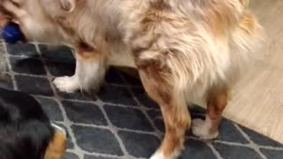 Squeaky toys, Squeaky toys really loud squeaky toys.