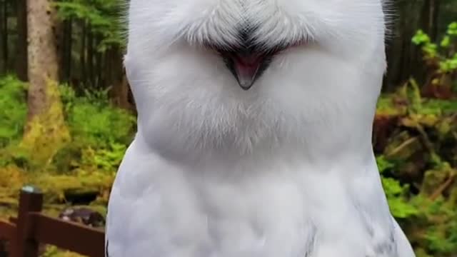 animalambassador#cute