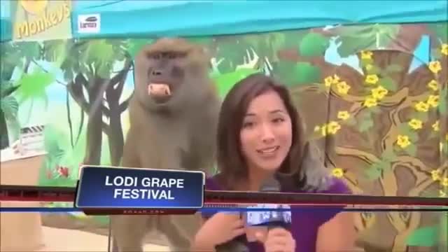Funny and humorous animal reporters blooper