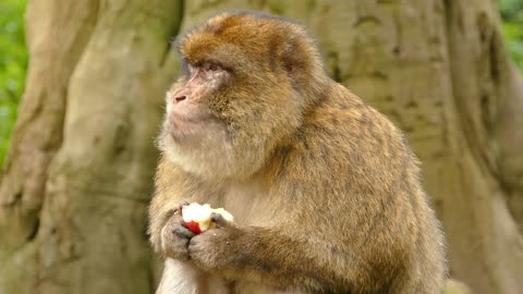 Monkey eating an apple