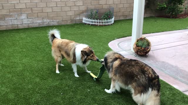 Dogs Not Willing to Share Toy