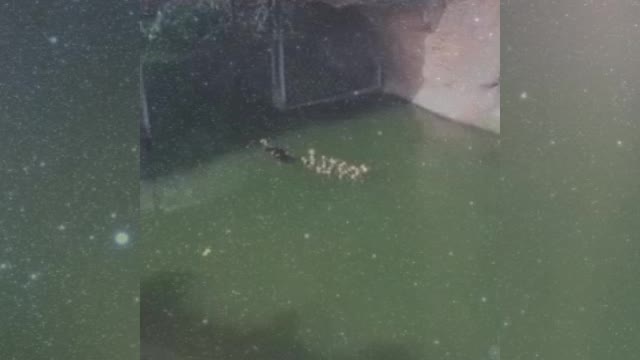 Awww these cute little duckies made my day
