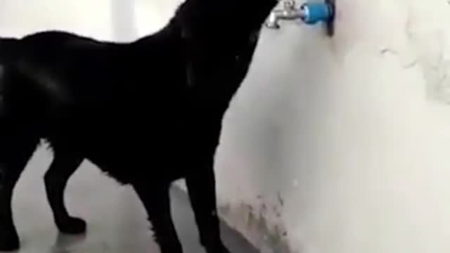 Too thirsty