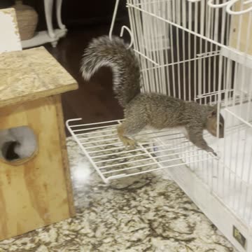 Hazel in new Nest Box