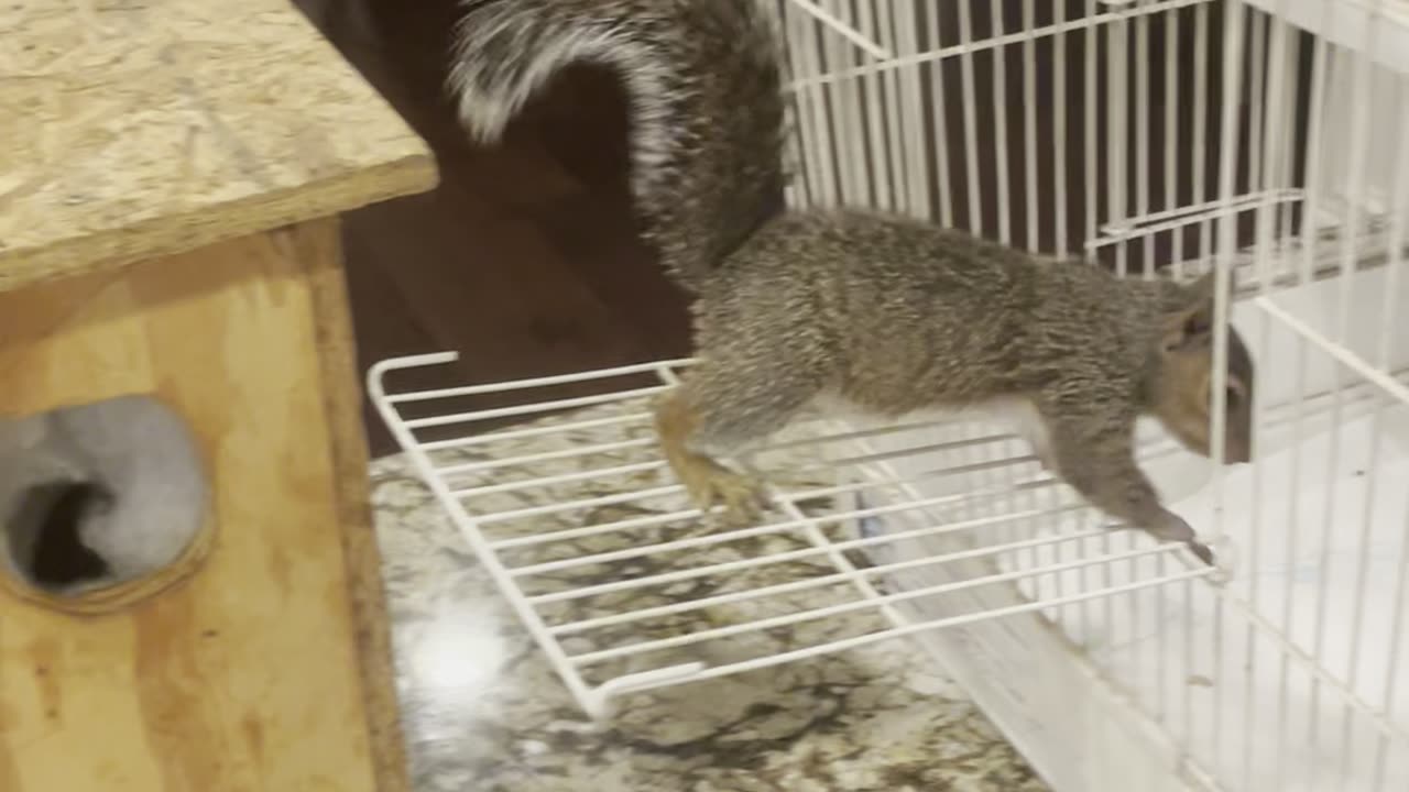 Hazel in new Nest Box