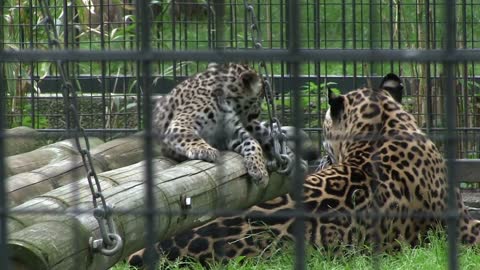 Baby Leopards in cage with mom