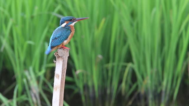 a bird singing