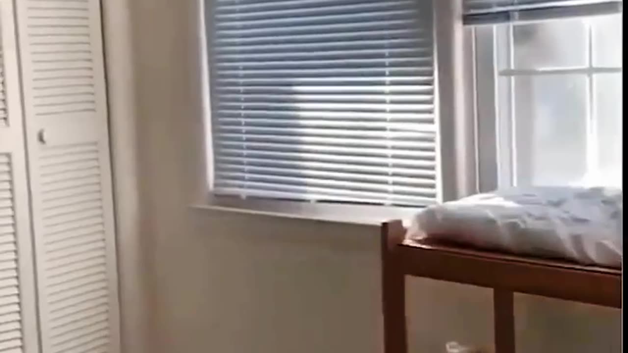 Funny animal videos|Cute animal videos |Funny dog&cat videos| best 2024